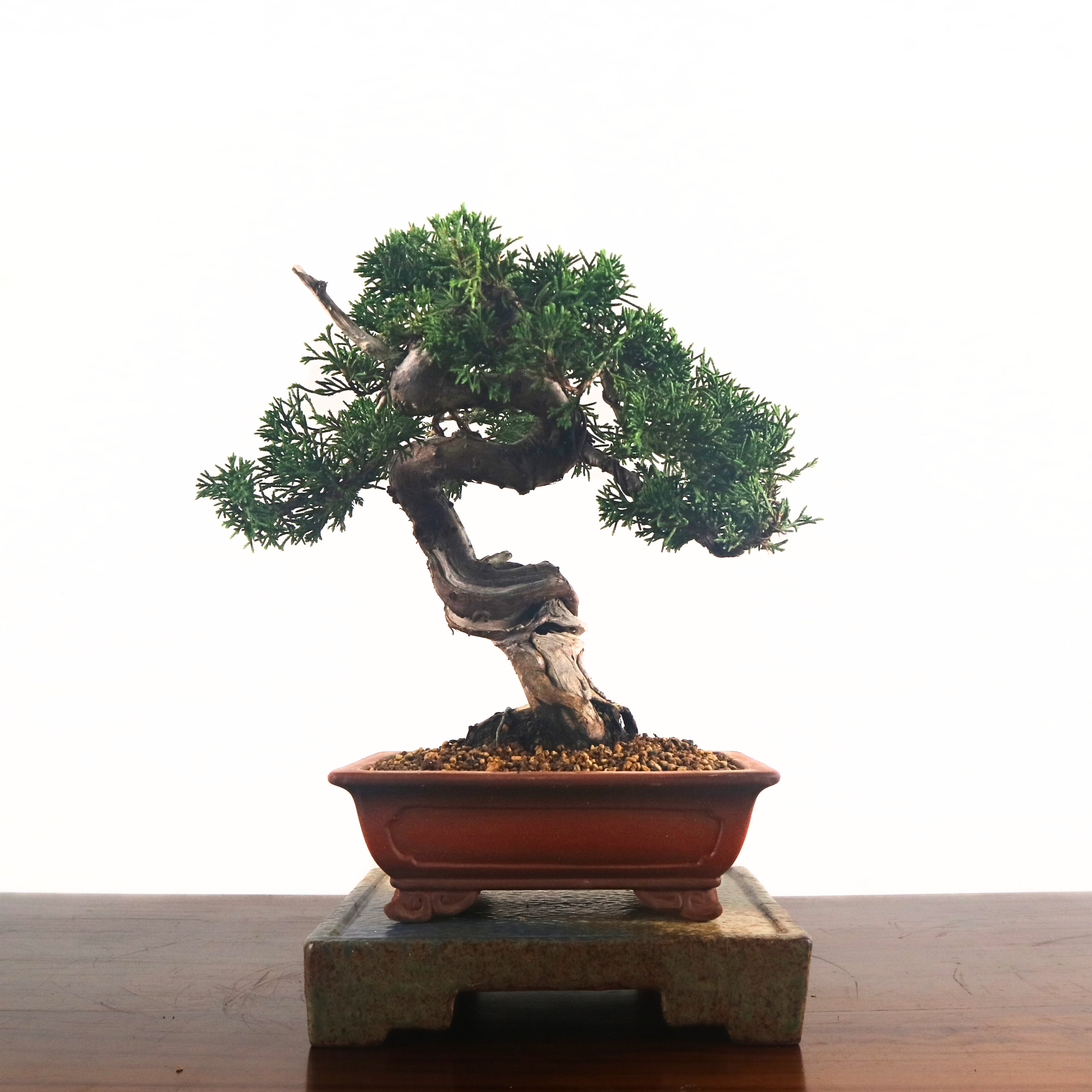 Japanese Juniper Shimpaku Bonsai 日本真柏 – bonsai-inc