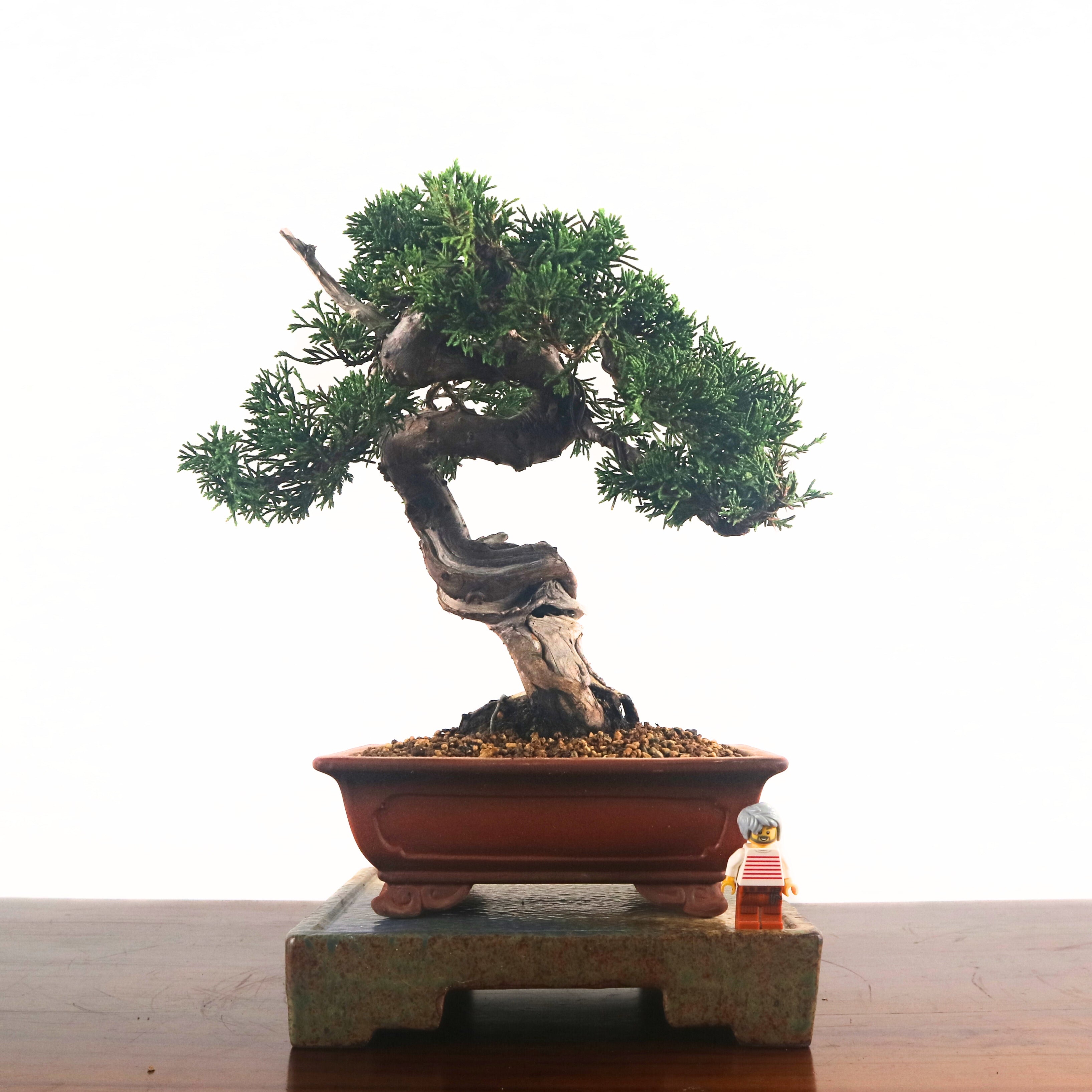真柏　shinpaku Juniperus chinensis Juniperus chinensis 'SHIMPAKU' – MiniForest