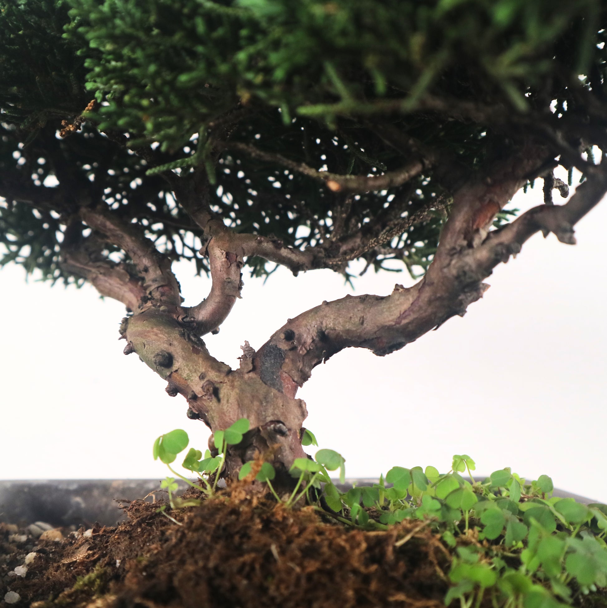 Japanese Juniper
