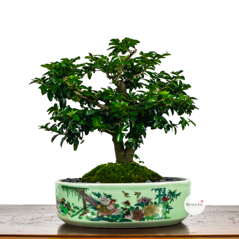 Fortunella Hindsii Bonsai 小叶山橘