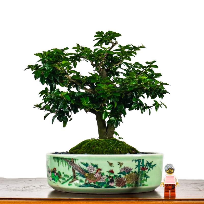 Fortunella Hindsii Bonsai 小叶山橘