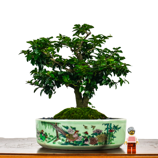 Fortunella Hindsii Bonsai 小叶山橘