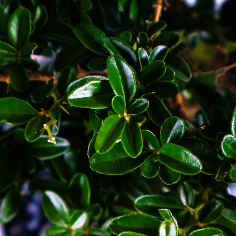 Fortunella Hindsii Bonsai 小叶山橘