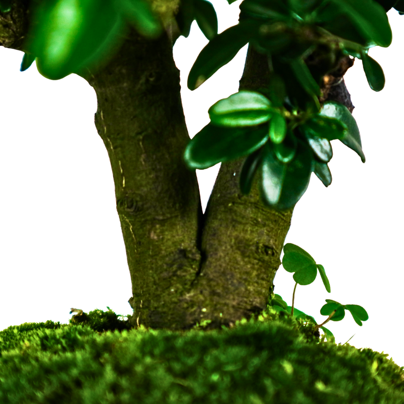 Fortunella Hindsii Bonsai 小叶山橘