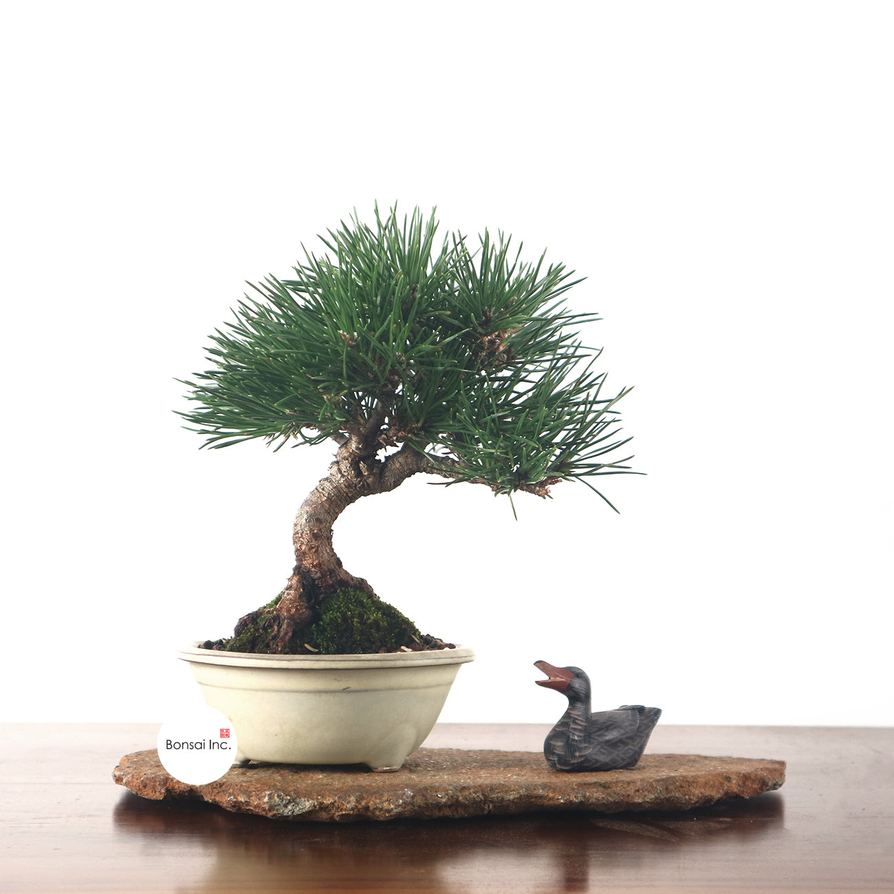 Japanese Black Pine - Kuromatsu Bonsai 日本黑松