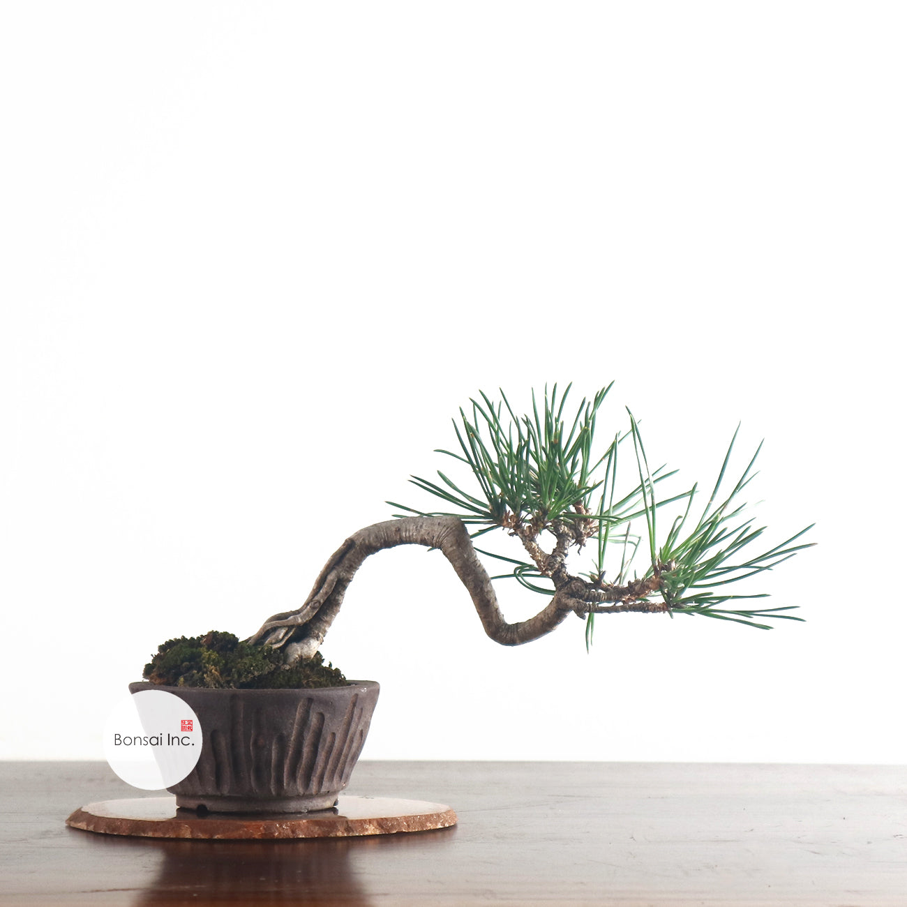 Japanese Pine