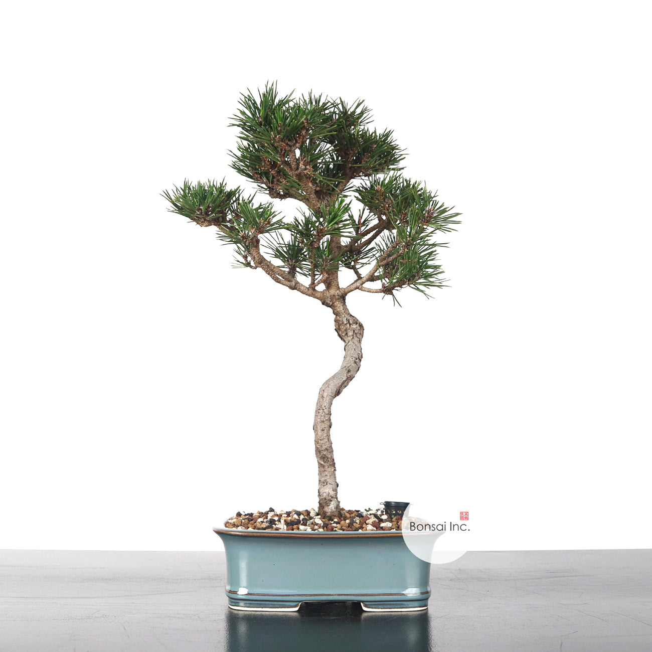 Japanese Senjumaru Black Pine 日本千寿丸黑松