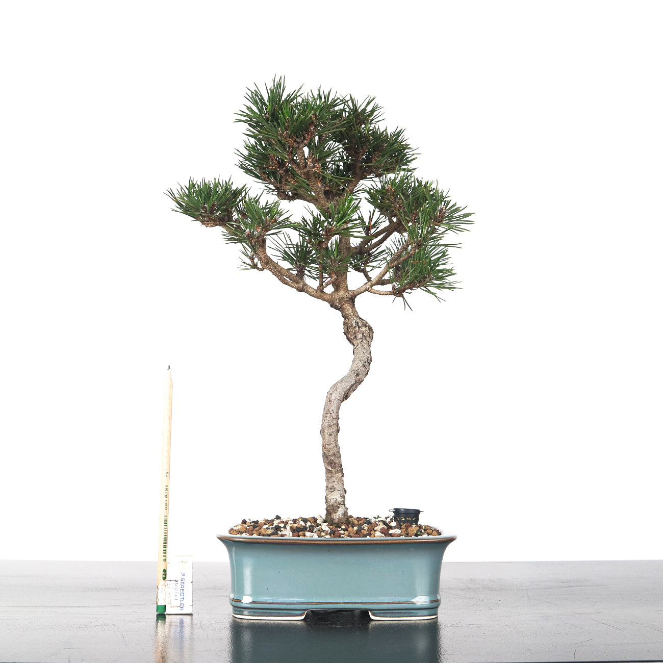 Japanese Senjumaru Black Pine 日本千寿丸黑松