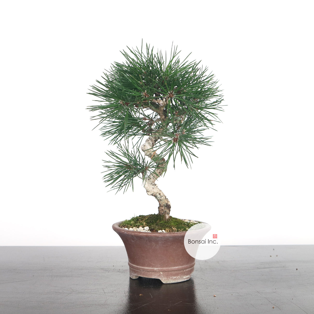 Japanese Black Pine - Kuromatsu Bonsai 日本黑松