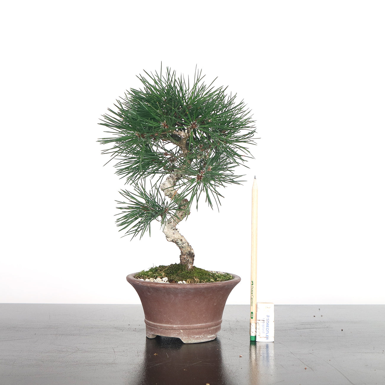 Japanese Black Pine - Kuromatsu Bonsai 日本黑松