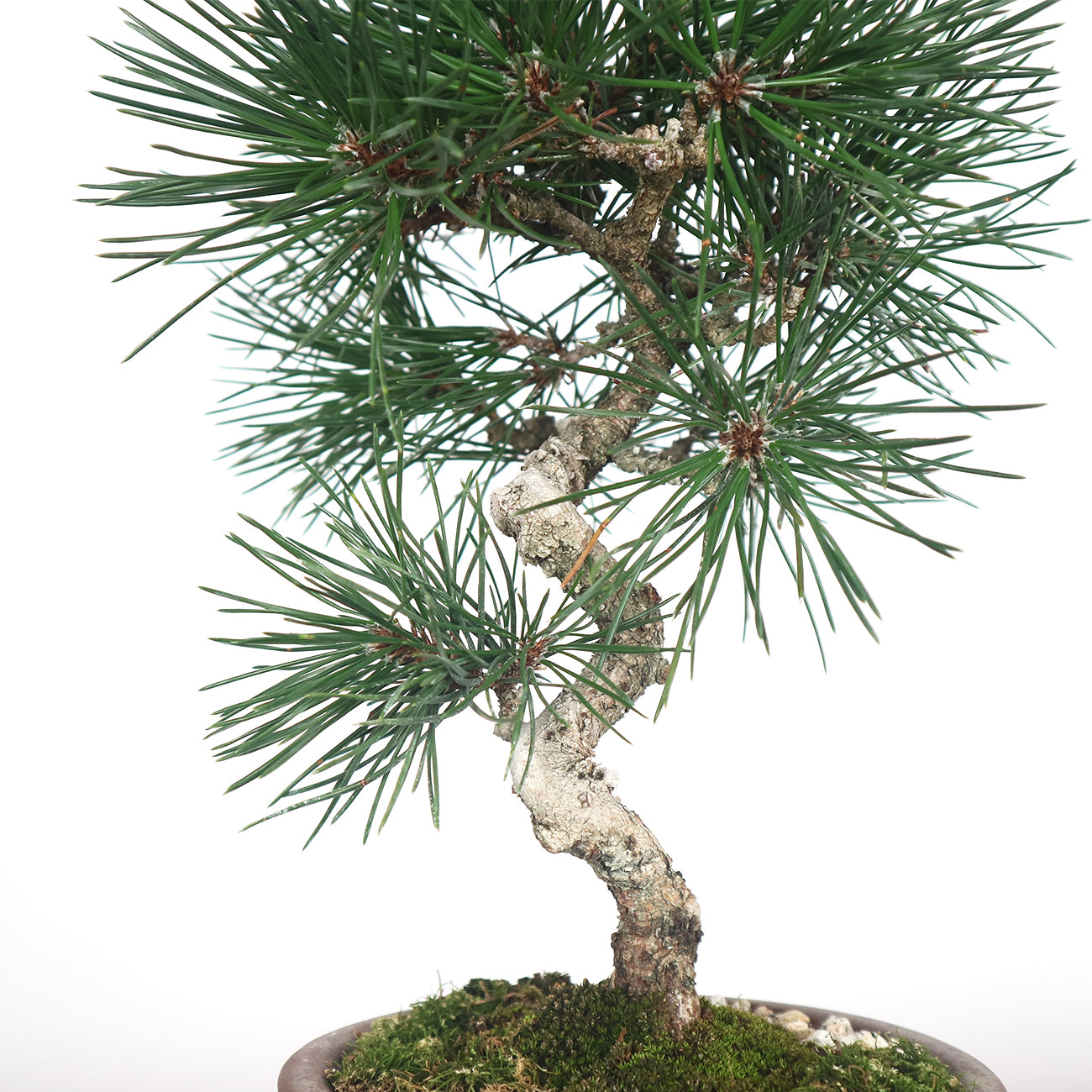Japanese Black Pine - Kuromatsu Bonsai 日本黑松