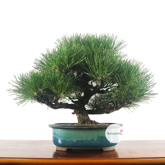 Japanese Black Pine Kuromatsu 日本黑松