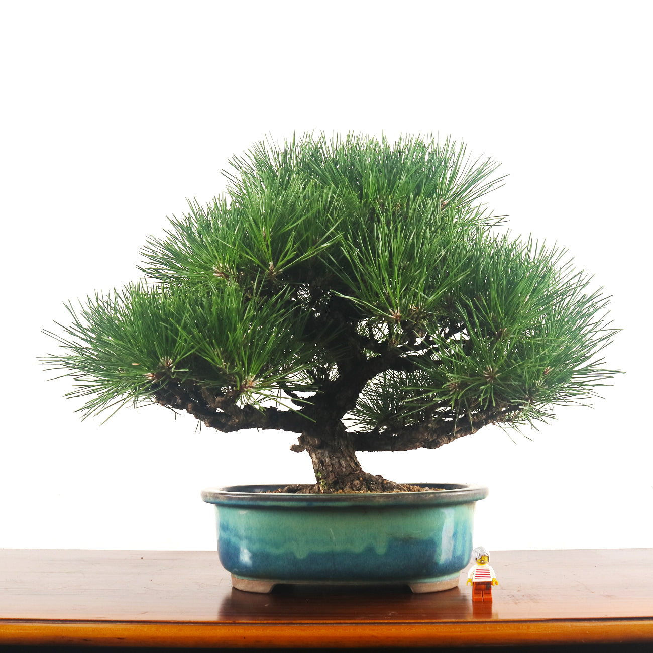 Japanese Black Pine Kuromatsu 日本黑松