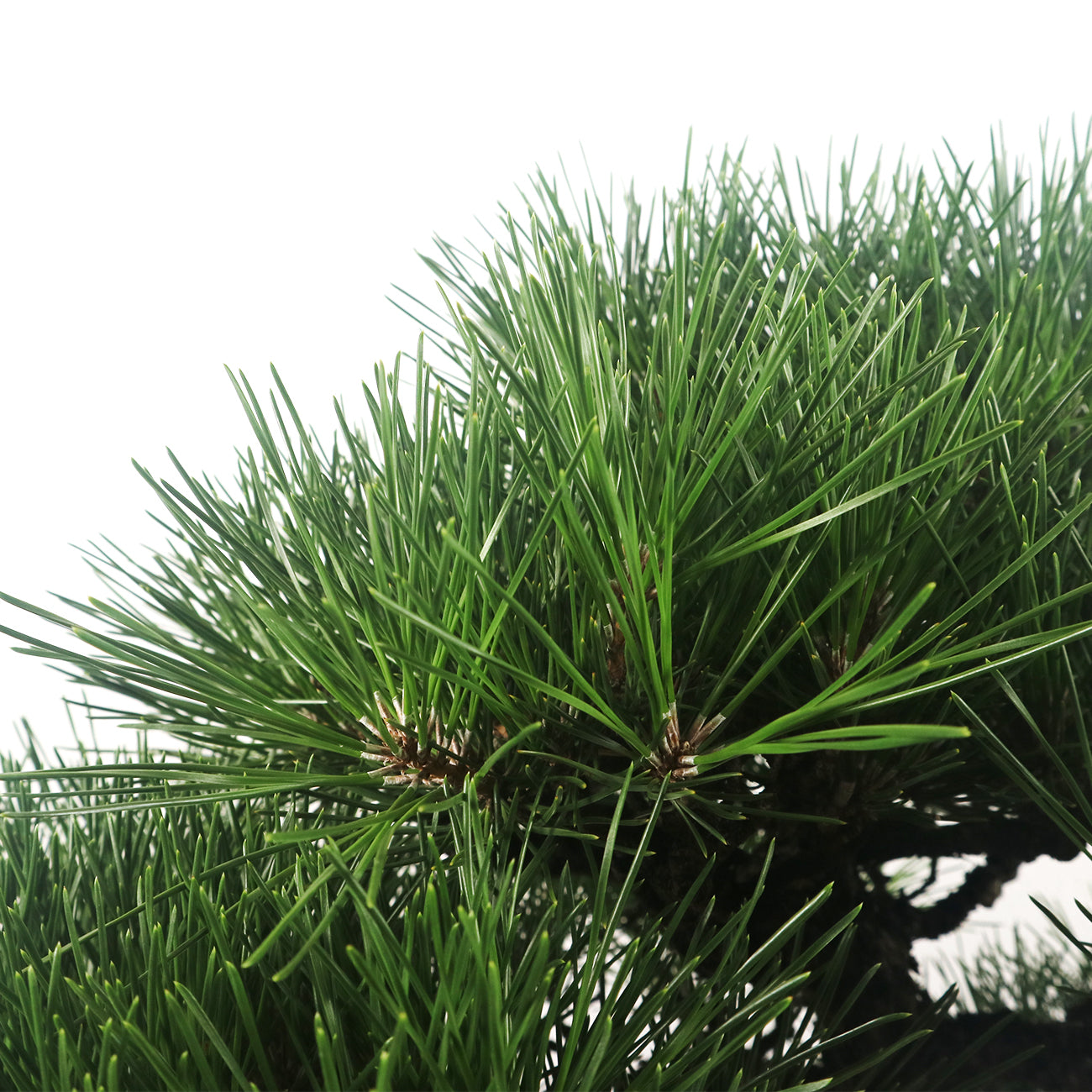 Japanese Black Pine Kuromatsu 日本黑松