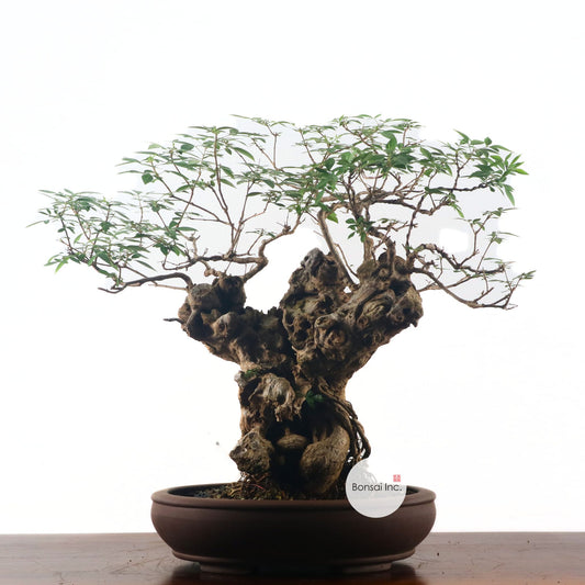 Lemon Verbena 柠檬马鞭草