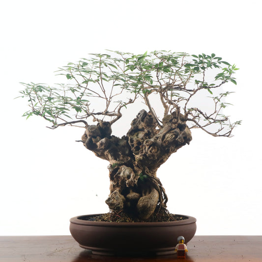 Lemon Verbena 柠檬马鞭草