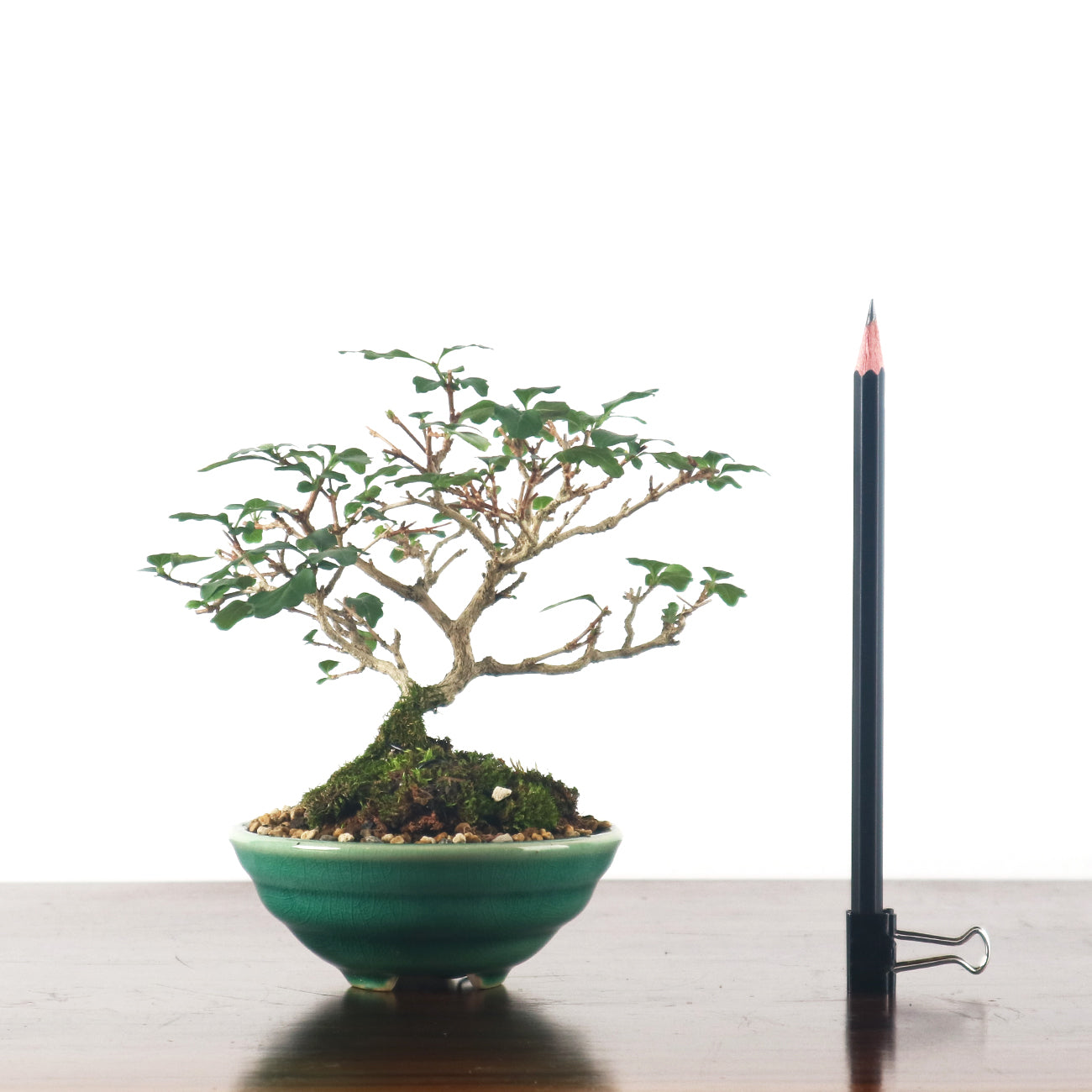 Shohin (Medium) Bonsai – Page 2 – bonsai-inc