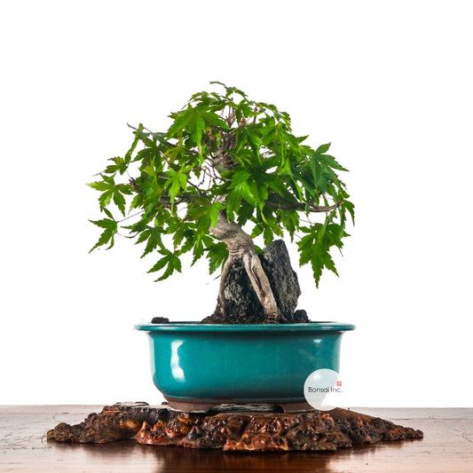 Japanese Maple 日本枫树