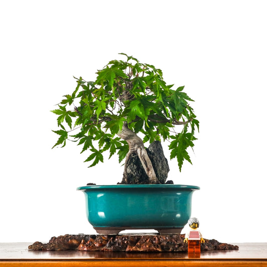 Japanese Maple 日本枫树