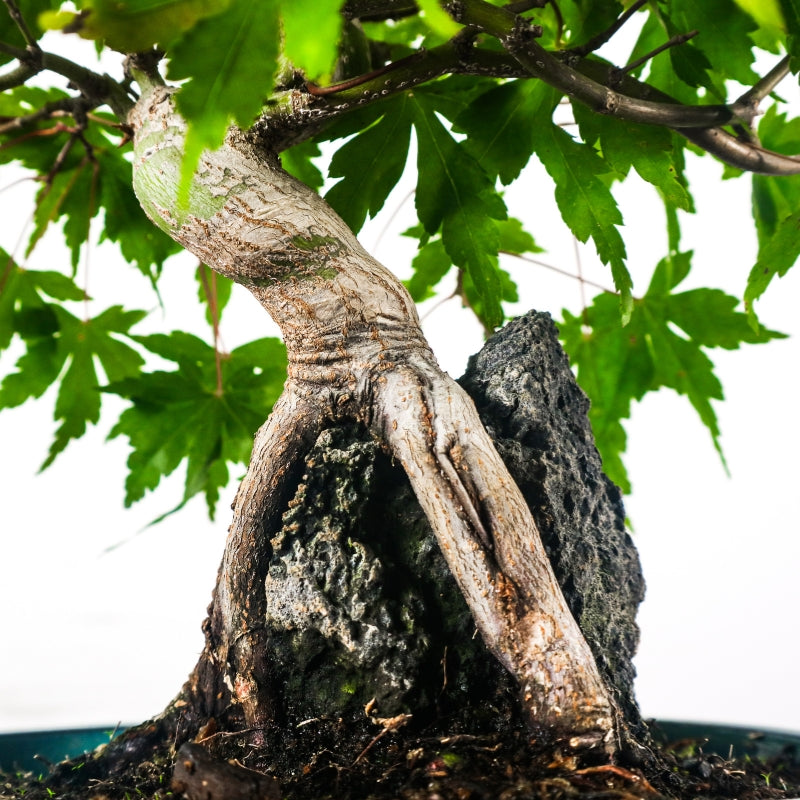 Japanese Maple 日本枫树