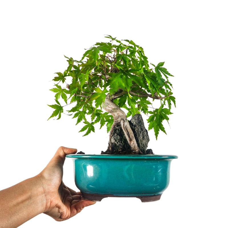 Japanese Maple 日本枫树