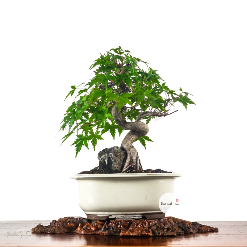 Japanese Maple 日本枫树