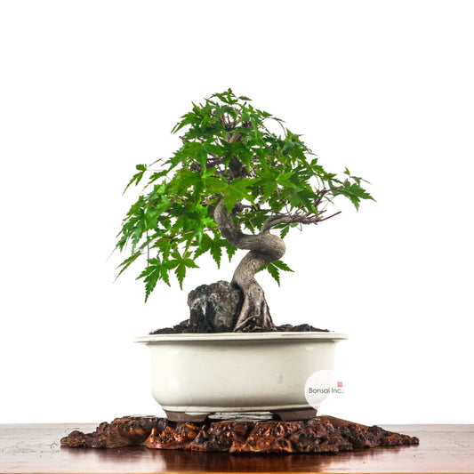 Japanese Maple 日本枫树