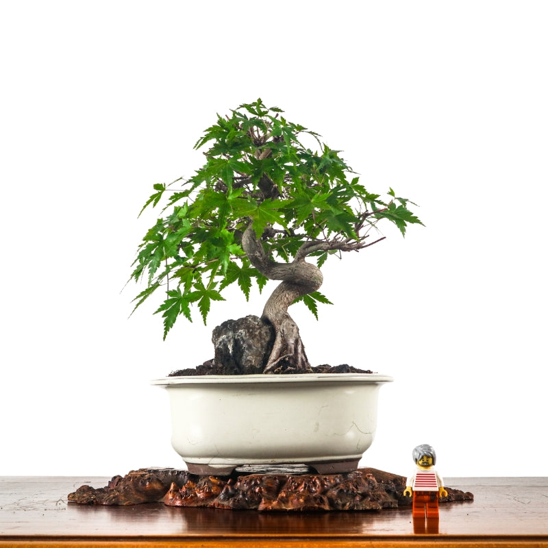 Japanese Maple 日本枫树