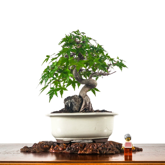 Japanese Maple 日本枫树