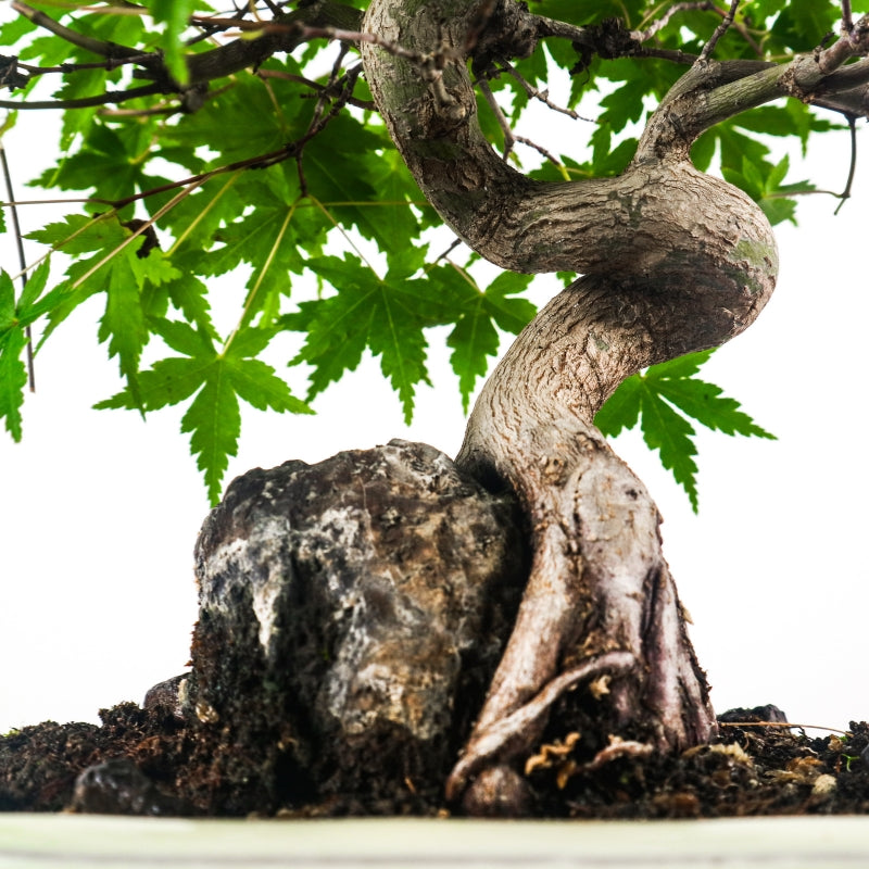Japanese Maple 日本枫树