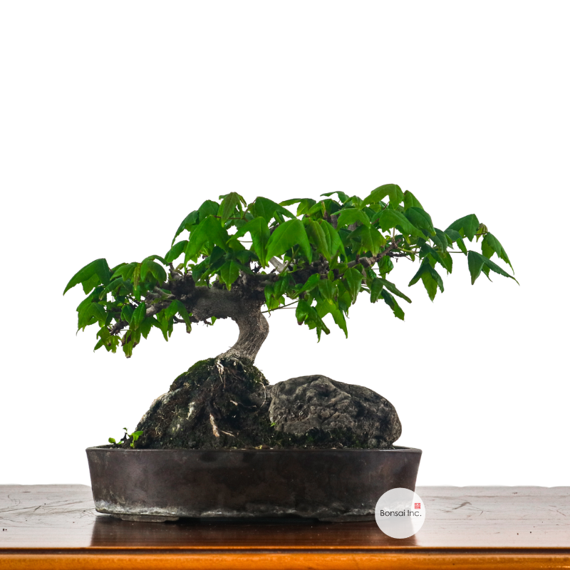 Japanese Maple on Rock 日本枫树