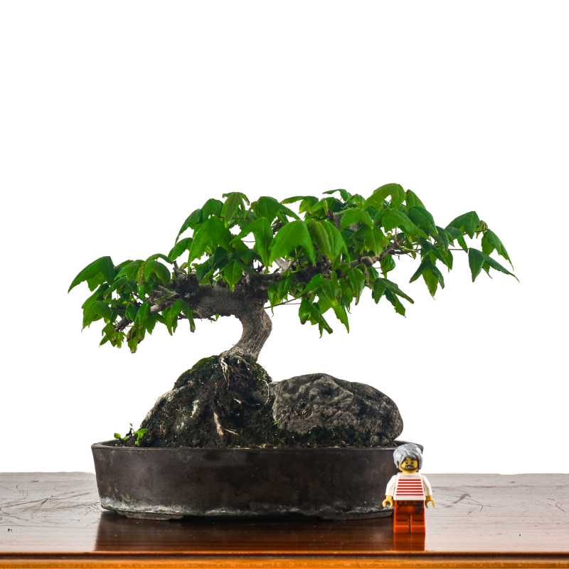 Japanese Maple on Rock 日本枫树