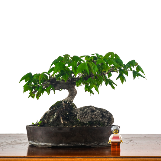 Other Japanese bonsai – bonsai-inc