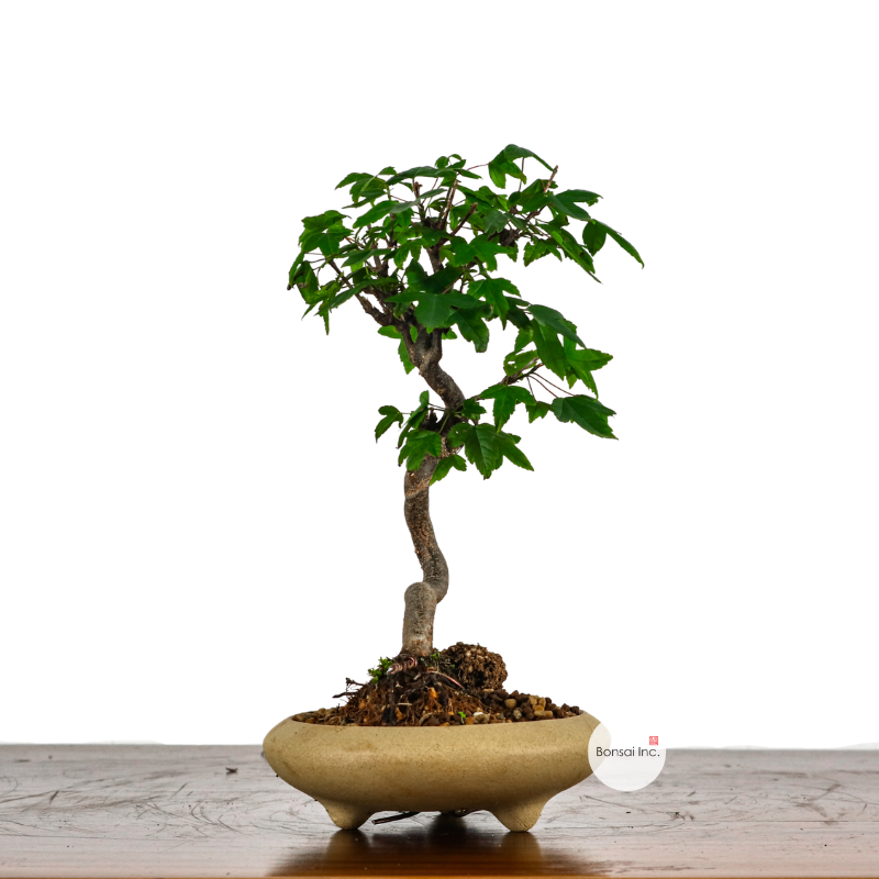 Mame (Small) Bonsai