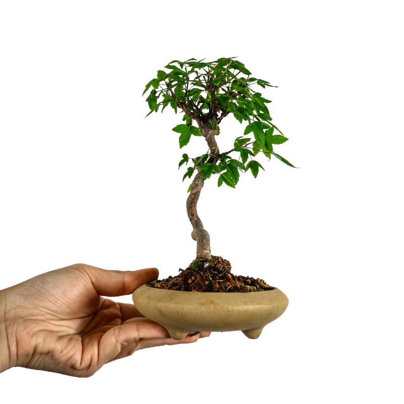 Japanese Trident Maple 日本枫树