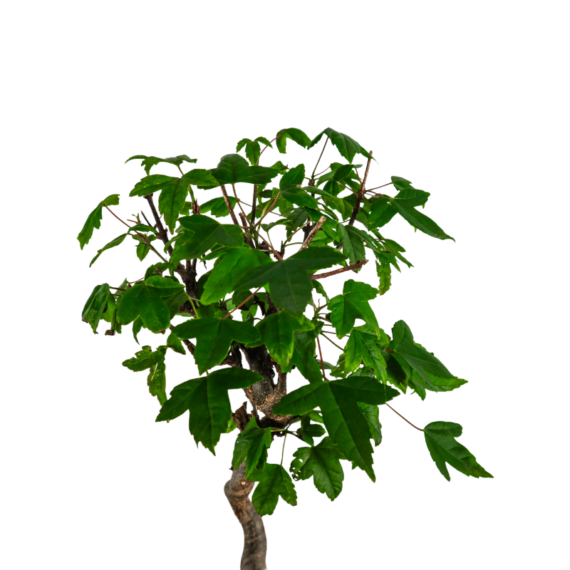 Japanese Trident Maple 日本枫树