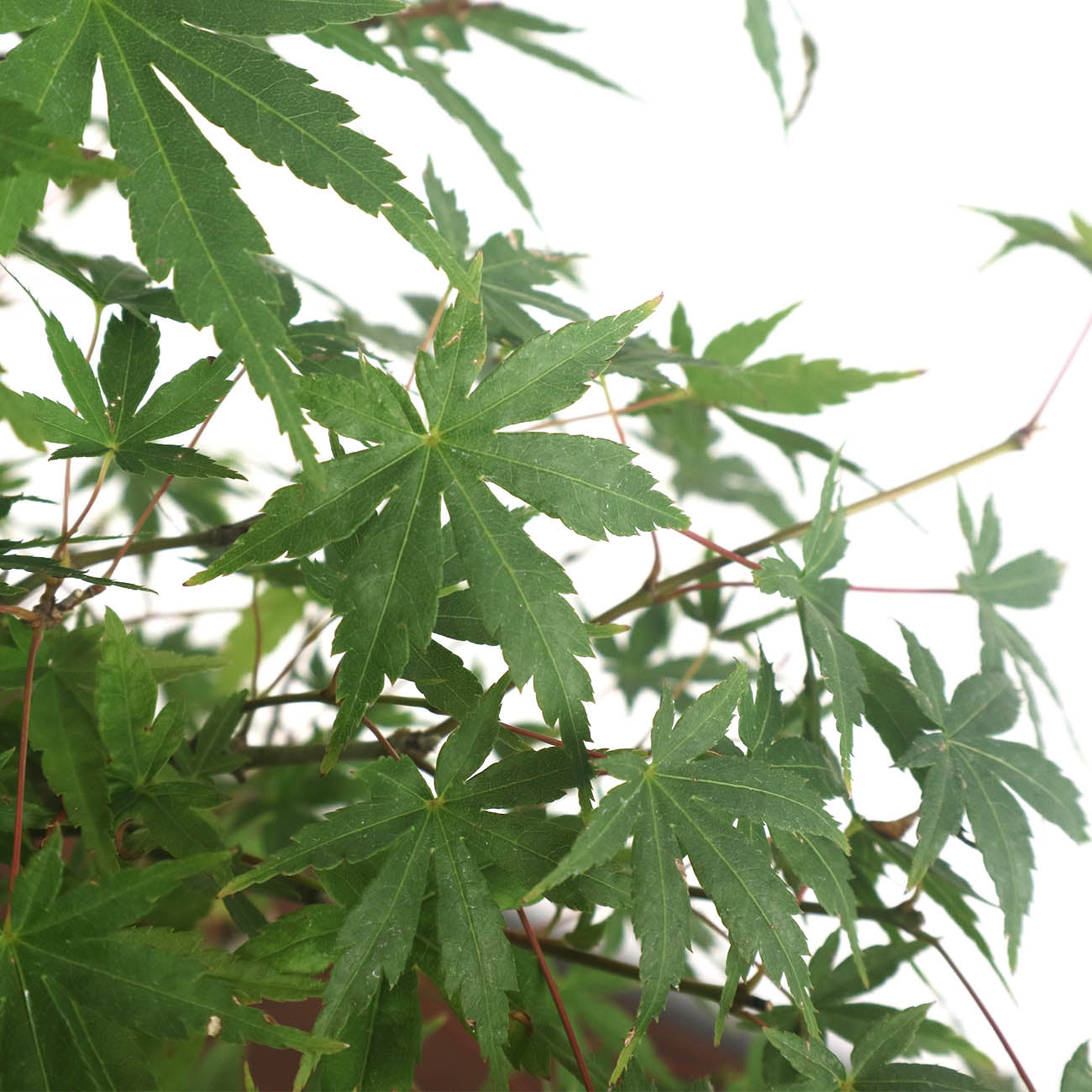 Japanese Maple Forest 日本枫树林