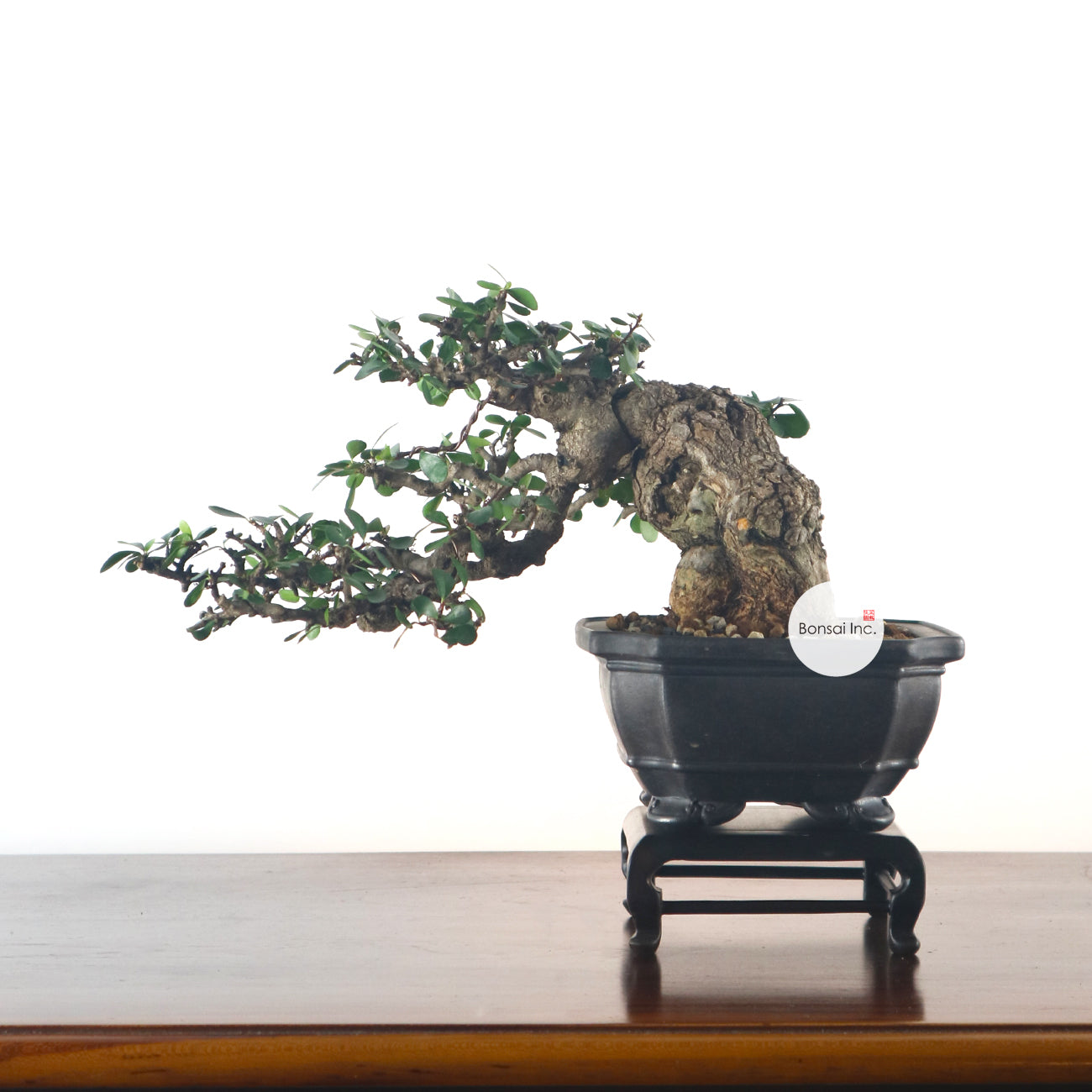 Taiwanese Paliurus Ramosissmus Bonsai 牛港刺