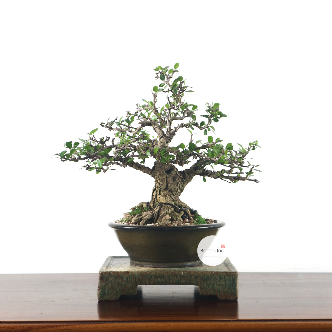 Tropical Bonsai – Page 2 – bonsai-inc