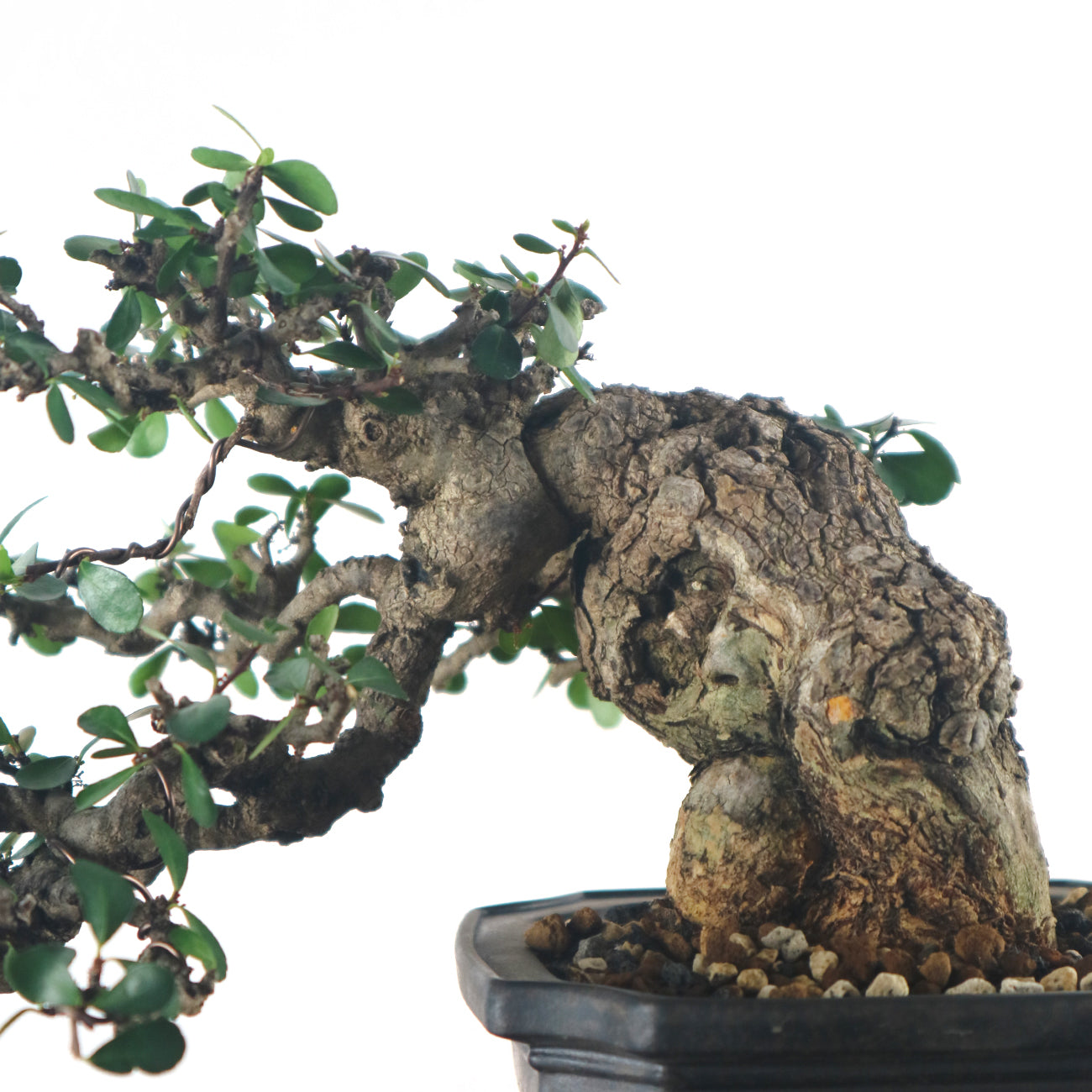 Taiwanese Paliurus Ramosissmus Bonsai 牛港刺