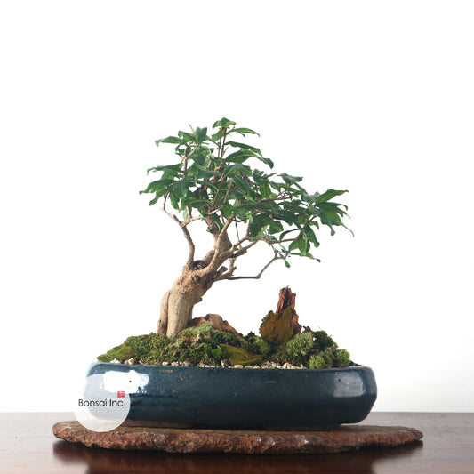 Japanese Pomegranate Moyogi Bonsai 石榴