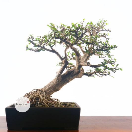Ponamella Bonsai 博兰