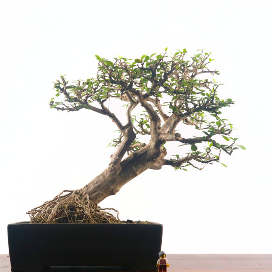 Ponamella Bonsai 博兰