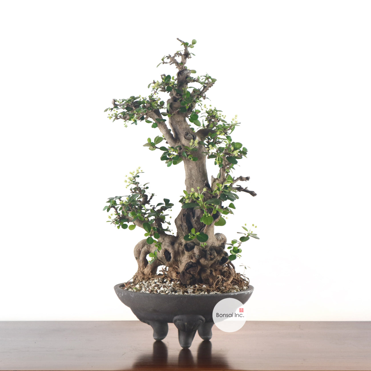 Ponamella Bonsai 博兰