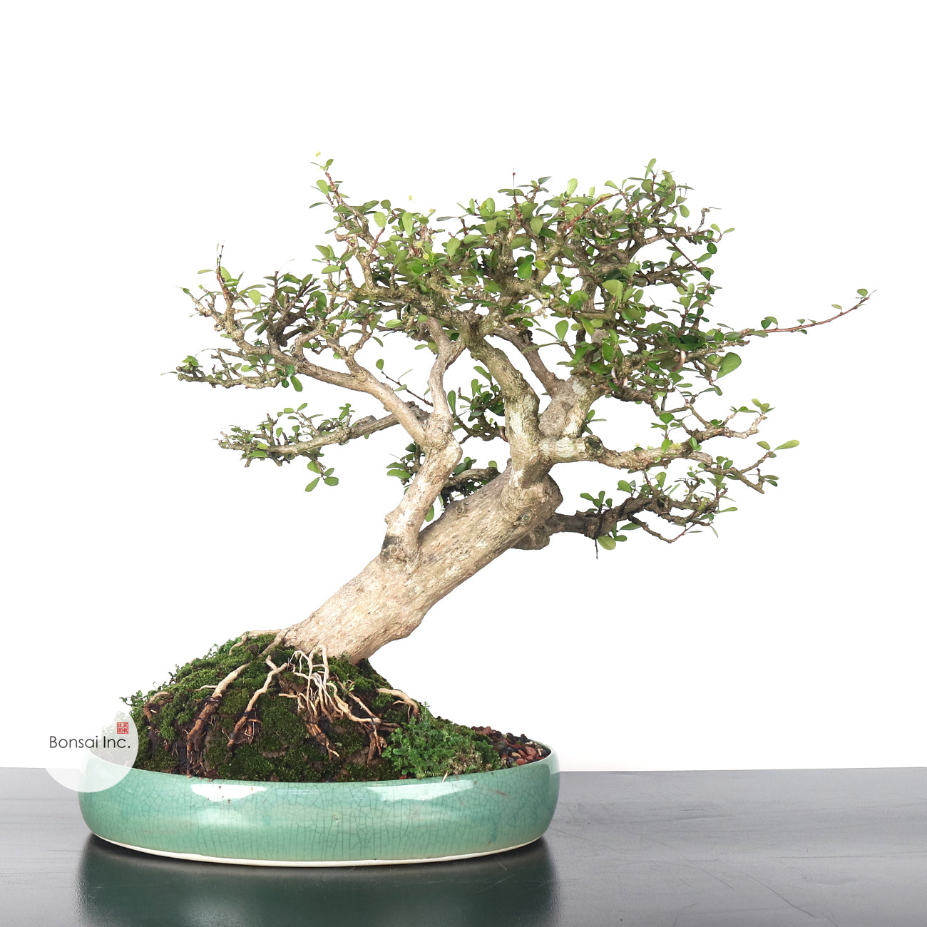 Ponamella Bonsai 博兰