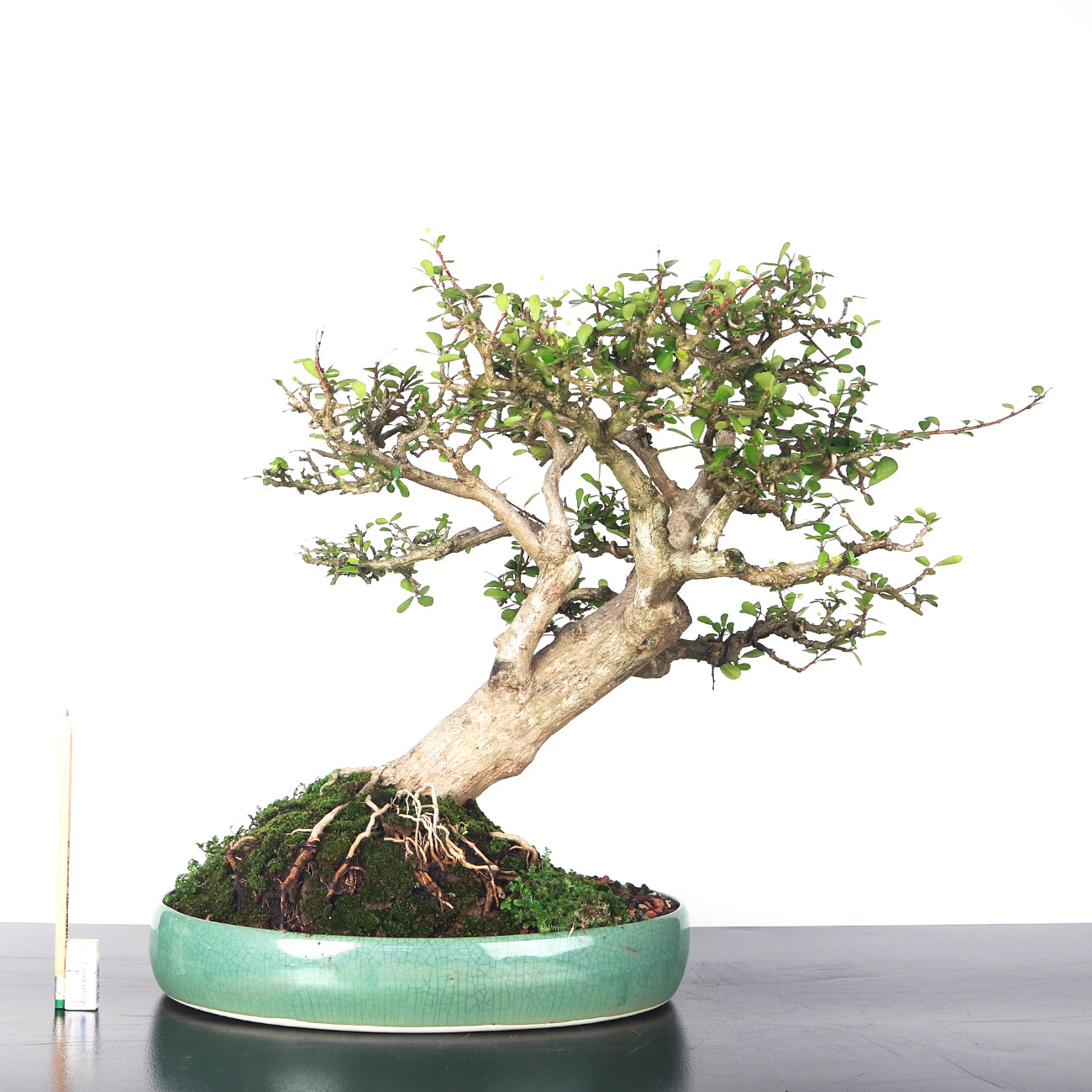 Ponamella Bonsai 博兰