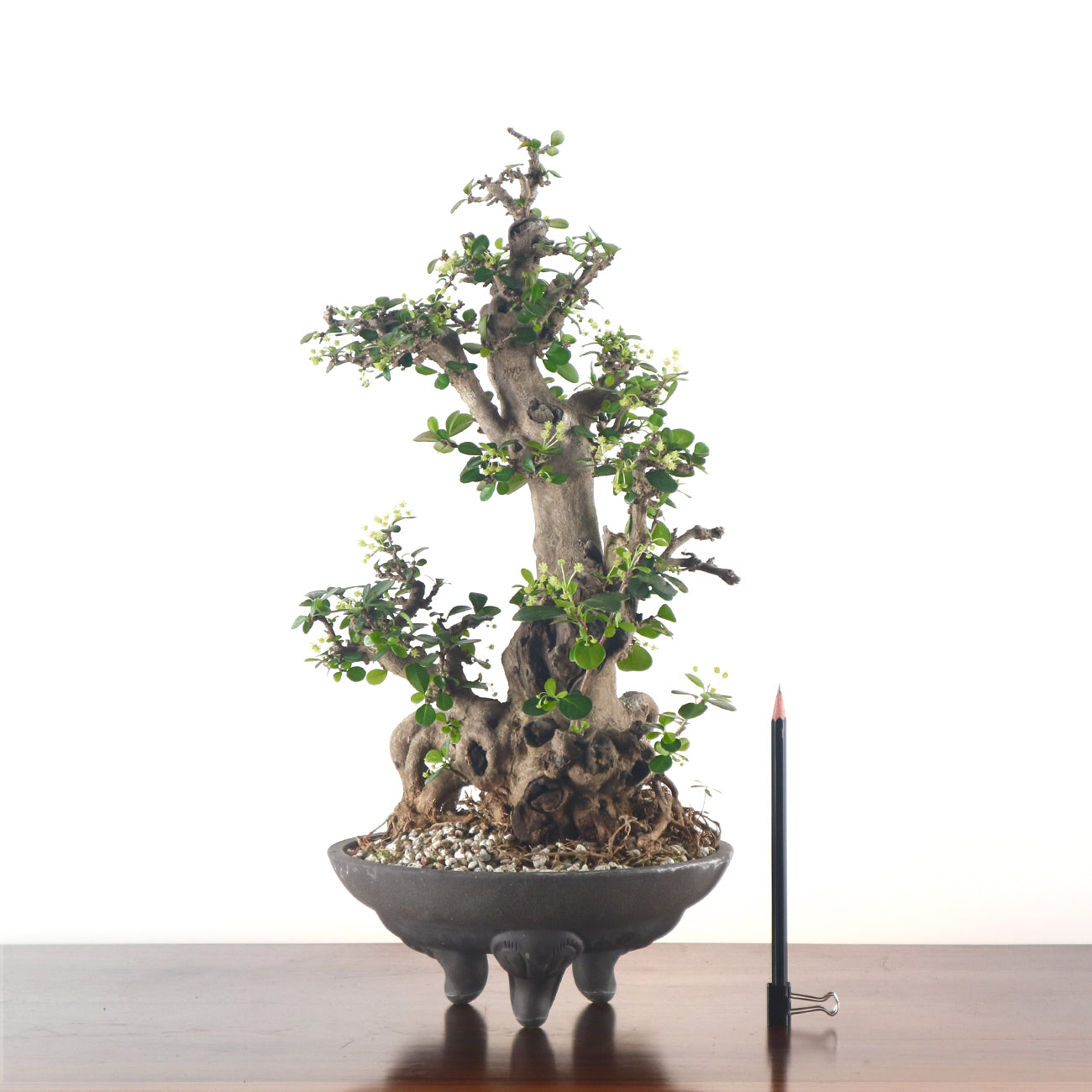 Ponamella Bonsai 博兰