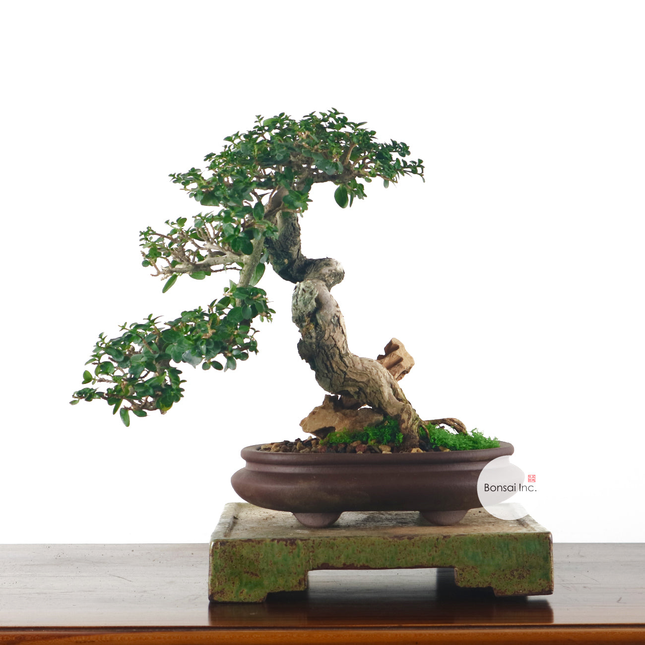 Premna Serratifolia Bonsai 寿娘子