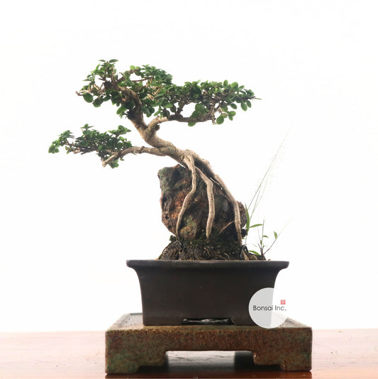 Premna Serratifolia Bonsai 寿娘子
