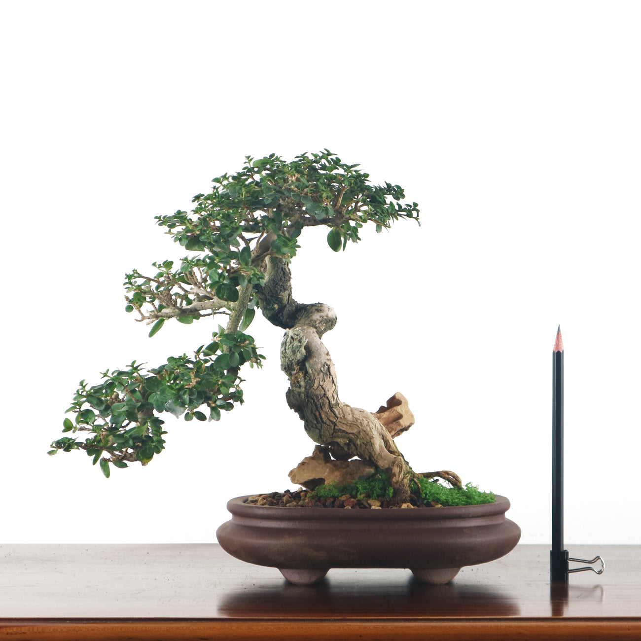 Premna Serratifolia Bonsai 寿娘子